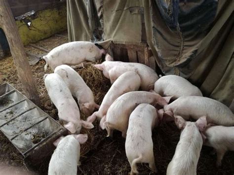 porci de vanzare urlati prahova|Anunturi Animale de ferma de vanzare Urlati Prahova